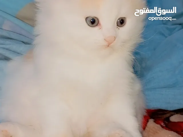 قط ذكر صغير