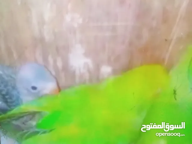 جوز دورة معهم 3 فراخ تبارك الرحمان حبات جامبو وصحة ما شاء الله 190دينار وربي يبارك لصاحب النصيب