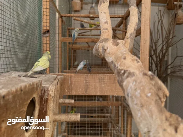 بادجي كل الألوان للبيع