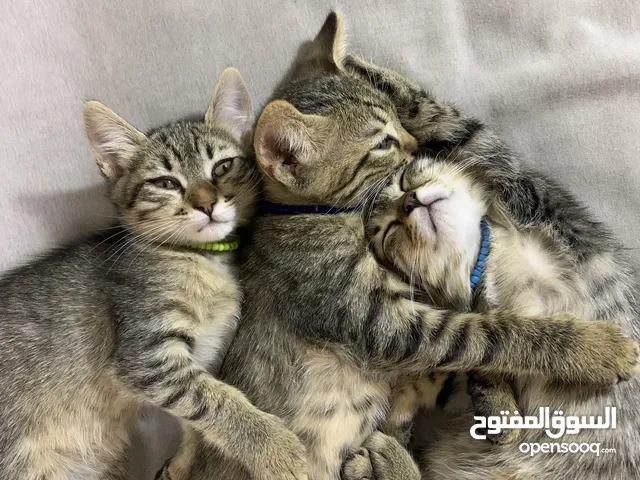 قطط صغيرة / kittens قطط منزلية