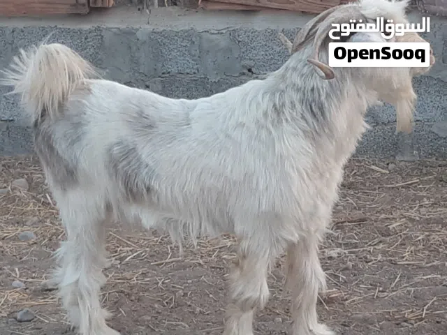 تيس من حلال الرحوب ماشاء الله تبارك الله حلال نظيف