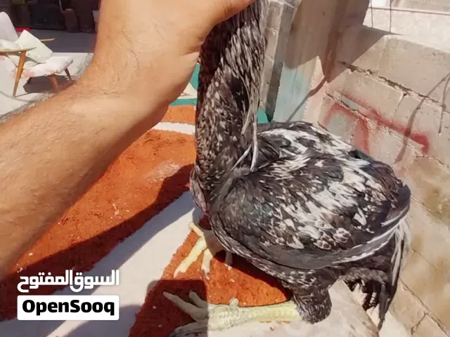 دجاج باكستاني