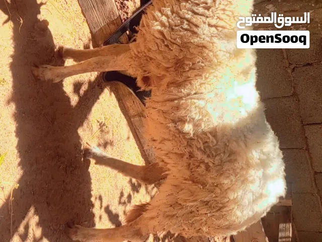 فطيمه للبيع
