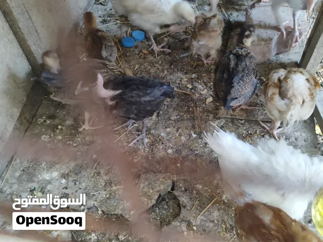 كتاكيت دجاج عرب للبيع + اقرأ الوصف