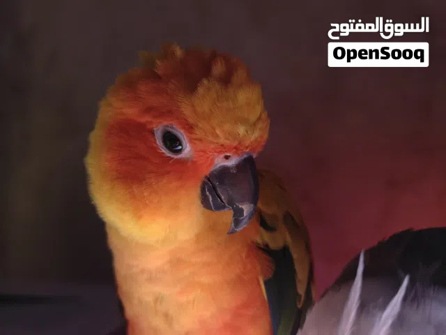 طير صن كنيور sun conure