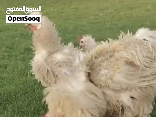 للبيع دجاج فريزل فاخر ديج و دجاجتين بياضات العمر سنه ونص الديج و الدياي 9 شهور و سنه السعر على السوم