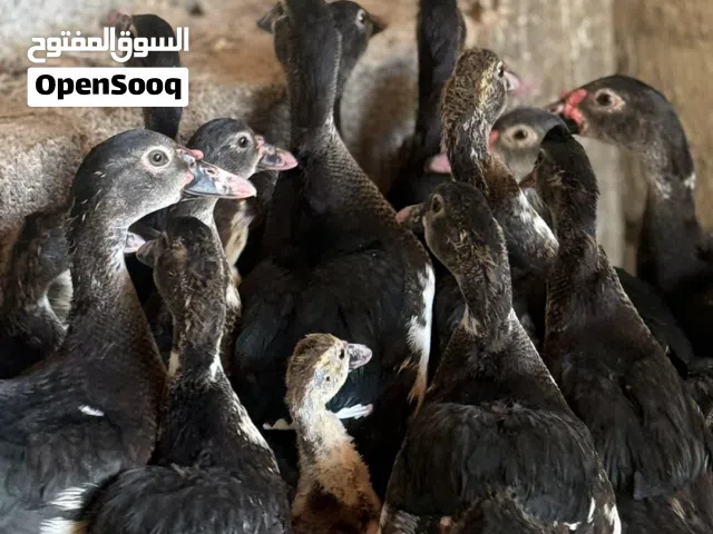 بط مصري نظيف