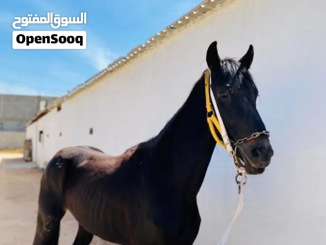 حصان للبيع اللون اربد بدون اوراق
