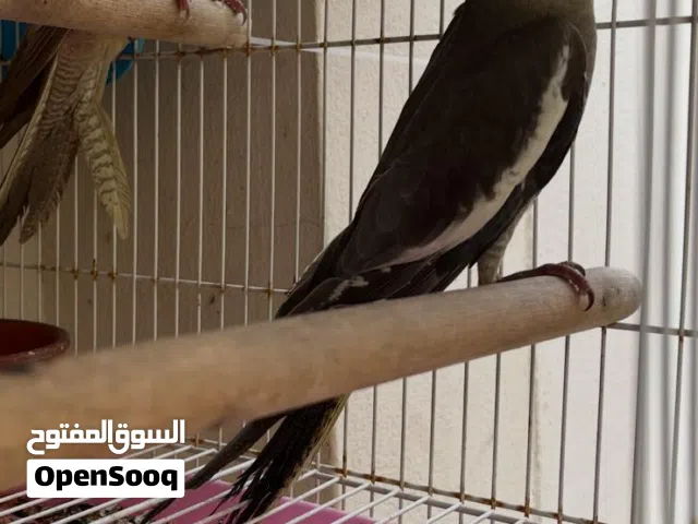 كوكتيل للبيع صغار