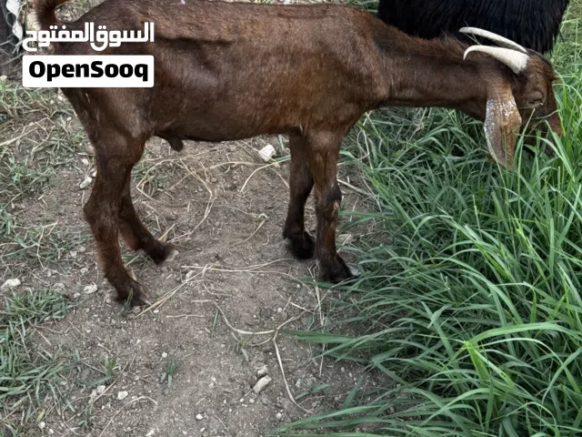 تيس عماني حار ع الحلال
