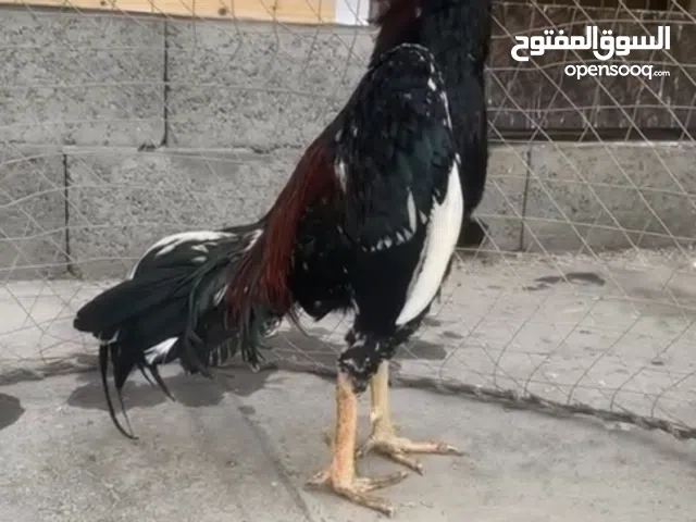 ديك تايلاند العمر سنه و شهرين