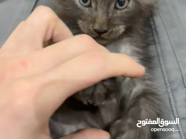 Maine Coon kitten 2 months