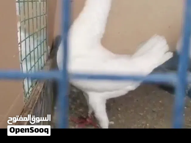 حمام الزينه زوج مالتيز منتج