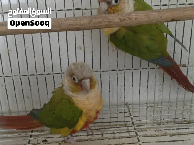 جوزين كنيور منتجين