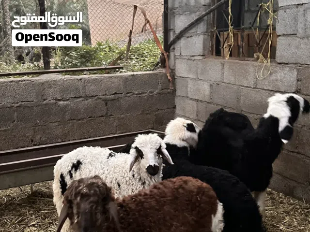 كبشان وحملات ممتازات وتارسات للبيع