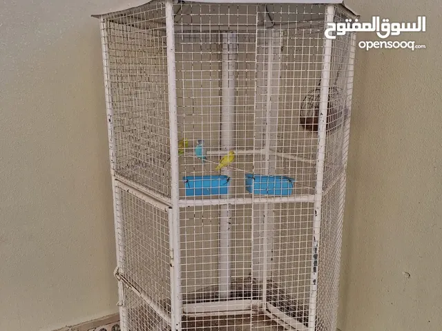 للبيع قفص مع 3 طيور كناري