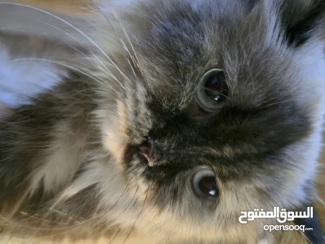 مكس هملايا شيرازي ، انثى ، لون جوكليت ، عيون ازرق ، كملت سنتها الاولى