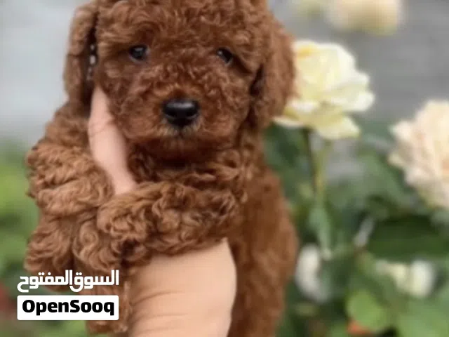 للبيع توي بودل نثايا وذكرين
