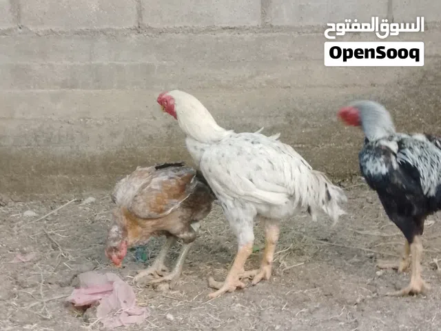 بسم الله ماشاء الله متاح طقمين الماني اربع فرخات وديكين شغالات الفرخه البيضاء والفرخه ارزيه بقرقن