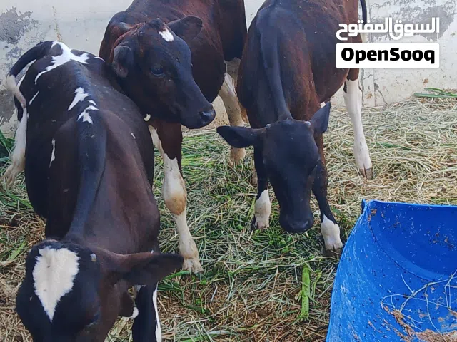 عجال ظفاريات وبقرة ظفارية تهحبن نمساوي عشار