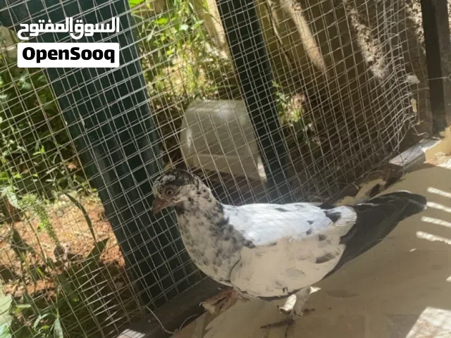 متوفر مخلفين بلونيات بواقي ال3 و فرخين بلونيات فطم جديد و فرخ مزهور اسود و فرخ بوز للبيع
