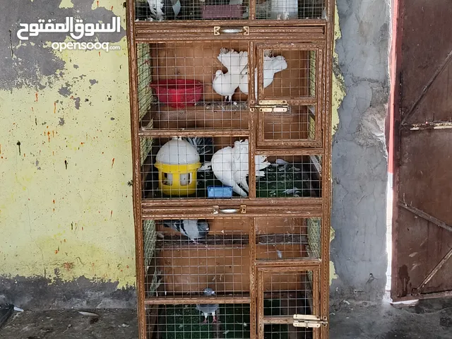 خانات أم 3شغل حلو ودرجة وله بيهن جرارات