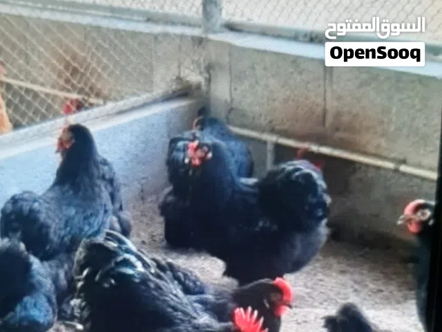 للبيع دجاج الكوشن العملاق بيور