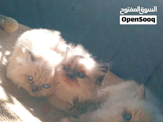 يوجد قطط هلايا العمر شهرين فقط