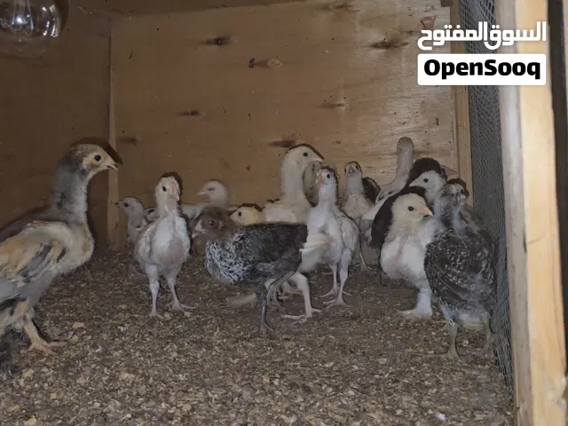 كتكوت عربي مخلط
