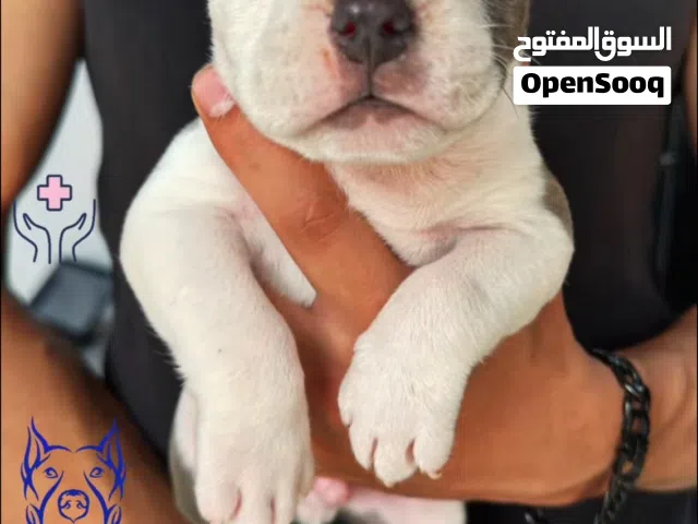 متوفر اقوي جرو بيتبول بيور