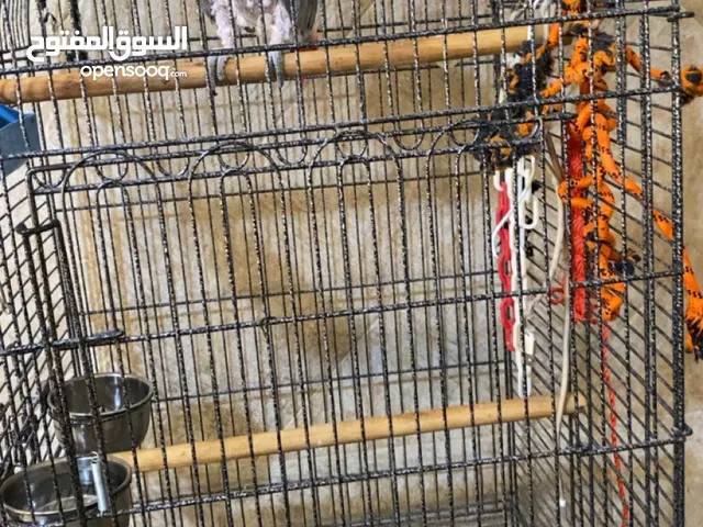 كاسكو 500 دينار