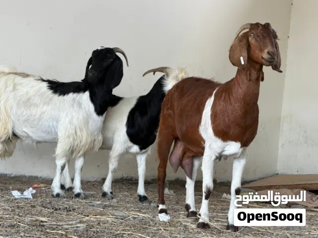 اغنام تهجين برقوت عشار تياومن3و4