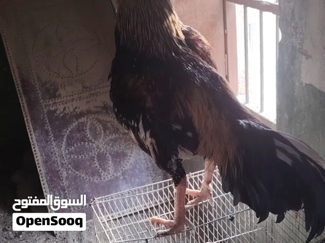 pakistani chicken FOR sale