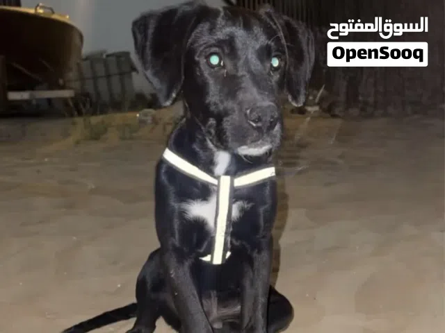 لابردور مكس بيتبول