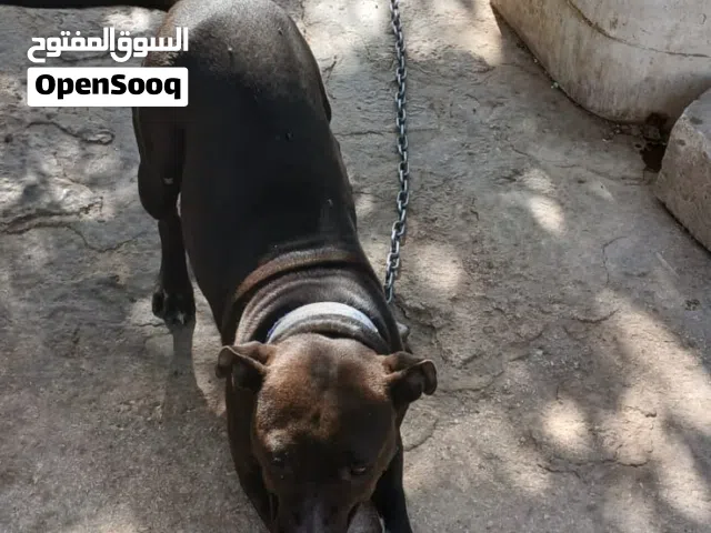 انثى........