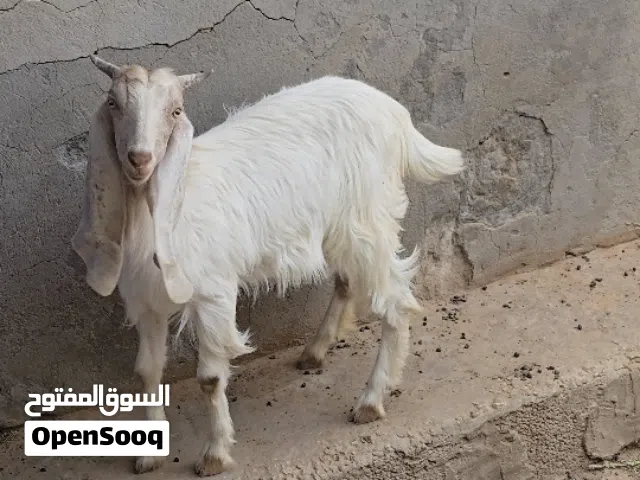 عنز قبرصي للبيع