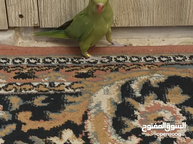 فراخ دره اليفه تابع وصف