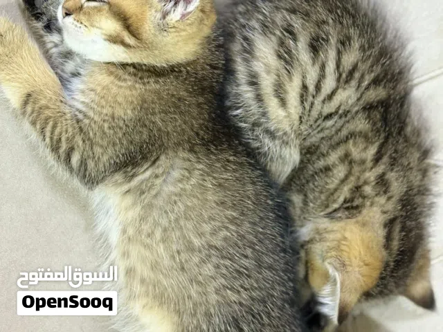 كتن أنثى وذكر سكوتش للبيع