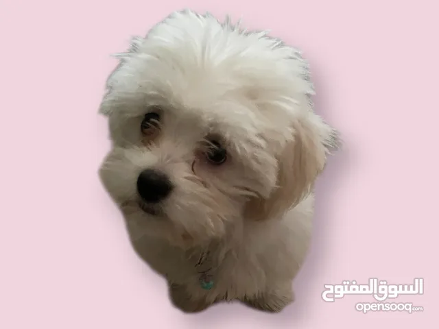 فرينش تيرير صغير عمره 4 شهور