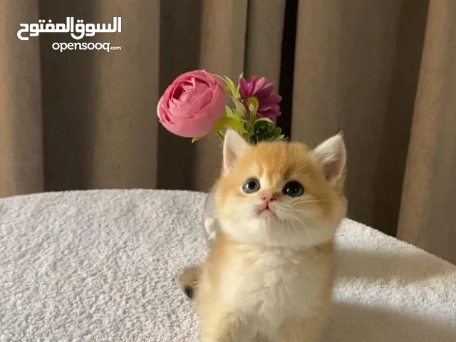 برتش شورت هير