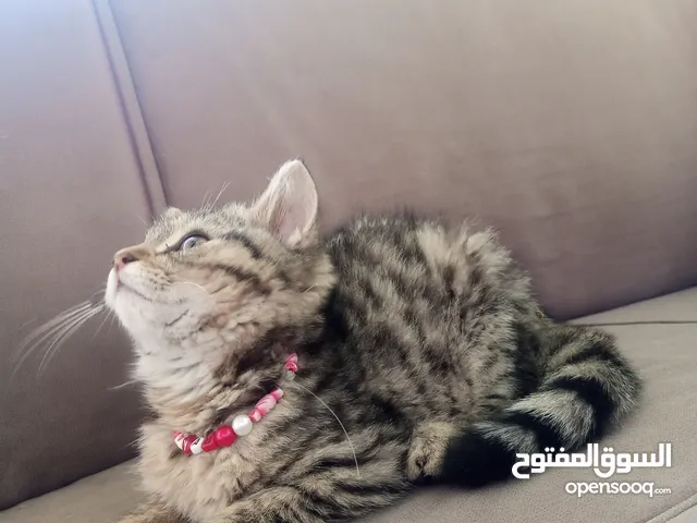 قطة مسالمة وهادئة تحب العب العمر 45 يوم للبيع