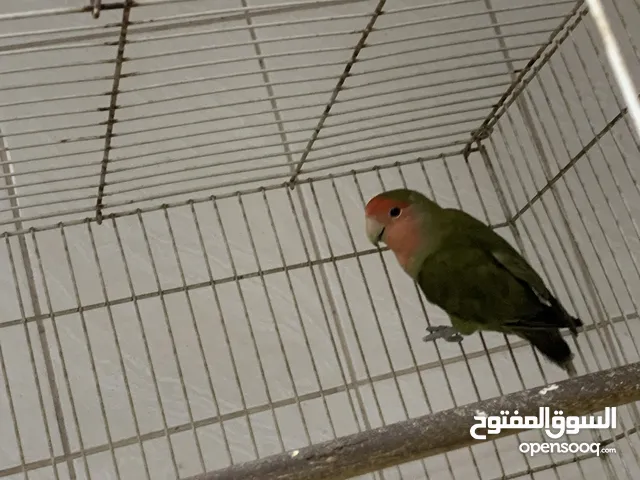 للبيع لاف بيرد احتمال انثى