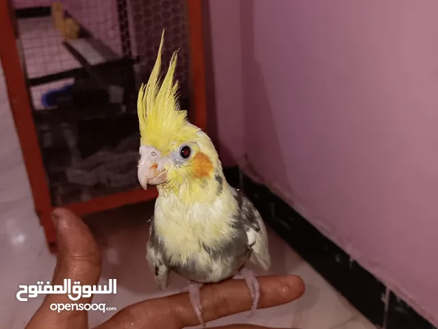 عصفور كوكتل الليف