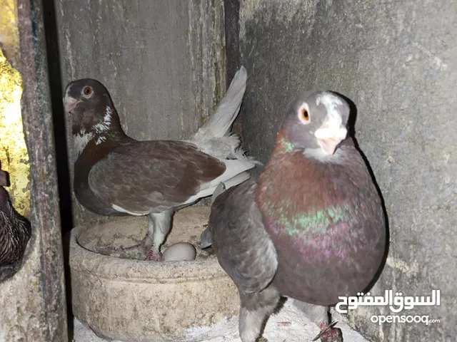 5 جواز كفالة شغل