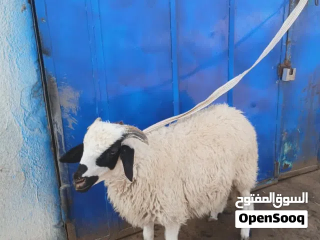 خروف لاضحى