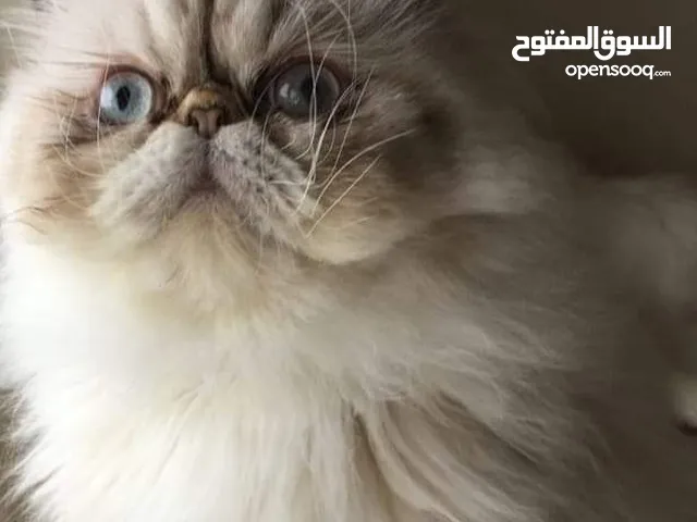 قطة بيكي فيس فخخخمه