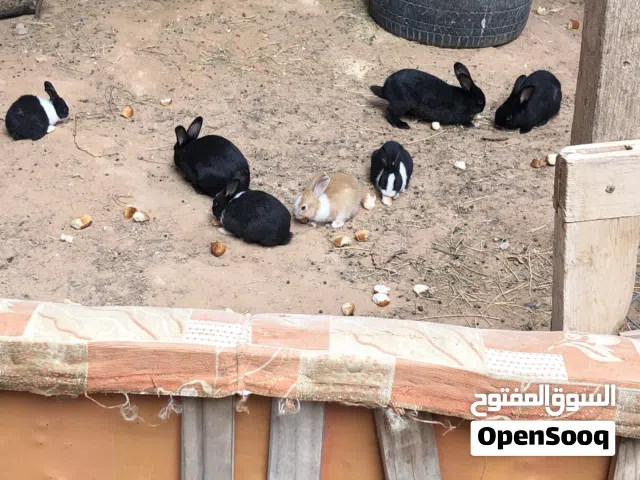 الارنب لبيع ربي يبارك سعر 140الكبر بس 3انته