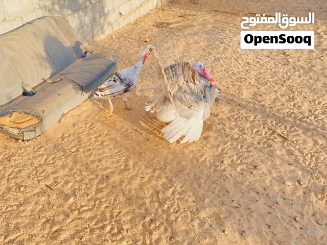 ديك رومي كوبيه