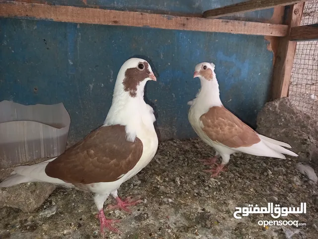 زوج طيور مخاليف شرط النضافه والصحة سعرهن 15 ألف