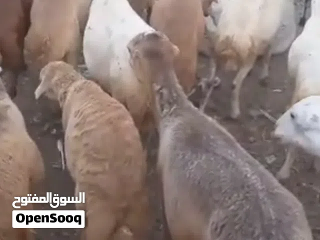 اغنام بلدي للبيع تصدير
